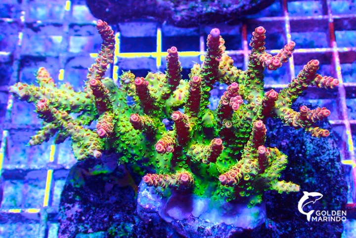 #GoldenMarindo #Coral #CoralIndonesia #CoralAlam #CoralTransplantasi #WildCoral #CultureCoral #Acropora